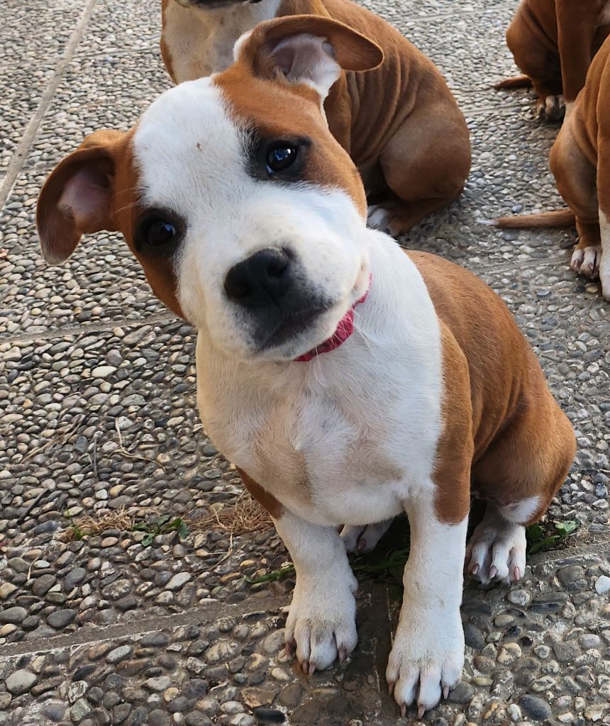 Of News Paquis - Chiot disponible  - American Staffordshire Terrier