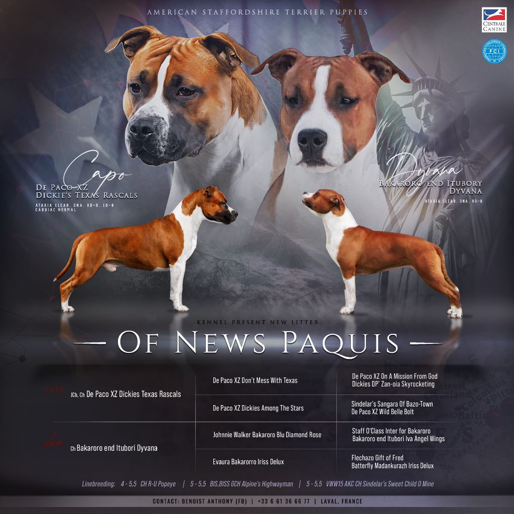 chiot American Staffordshire Terrier Of News Paquis