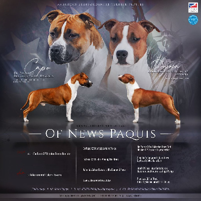 Of News Paquis - American Staffordshire Terrier - Portée née le 18/03/2022