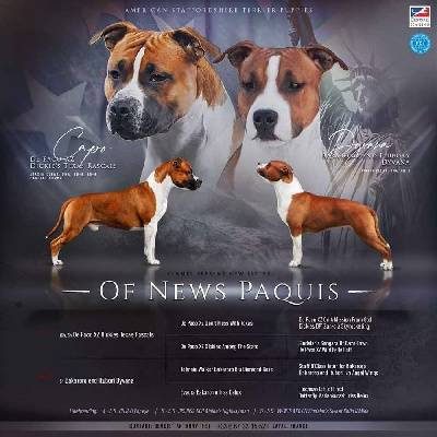 Of News Paquis - American Staffordshire Terrier - Portée née le 23/06/2024