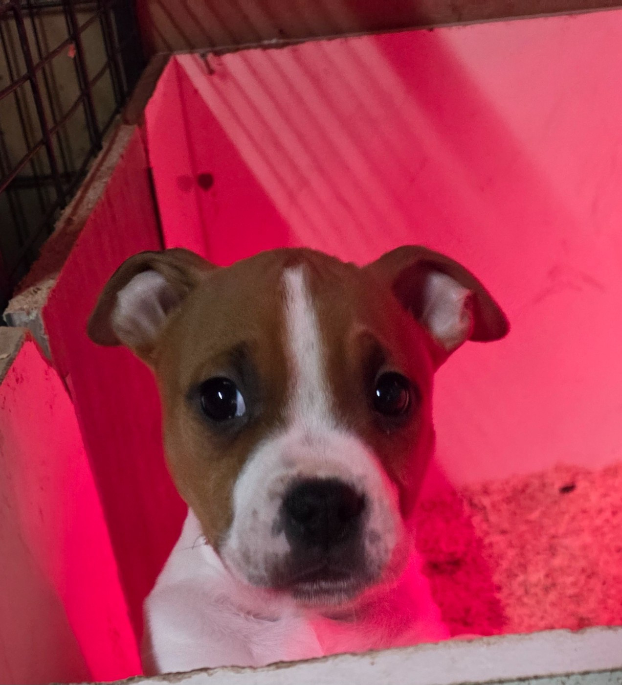 Of News Paquis - Chiots disponibles - American Staffordshire Terrier