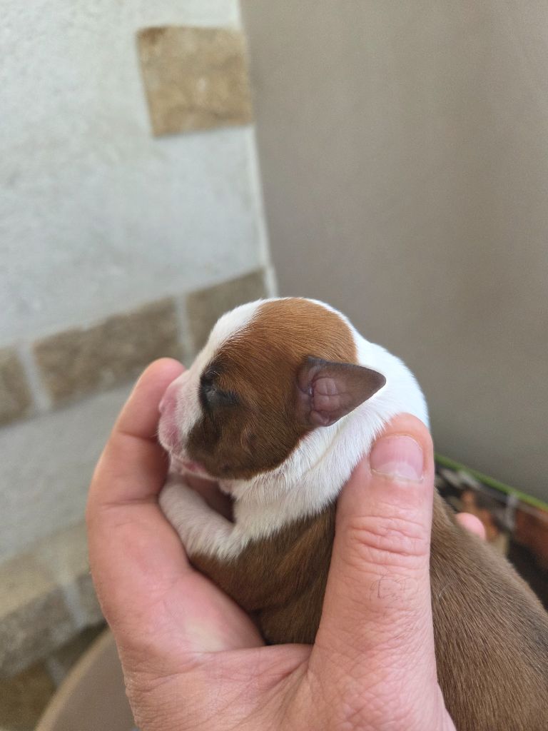 Of News Paquis - Chiots disponibles - American Staffordshire Terrier